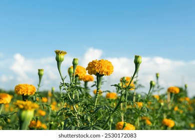 Bright yellow marigold flowers in full bloom against blue sky on a sunny day, closeup of marigold flowers in field - Powered by Shutterstock