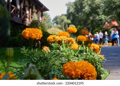 Bright Yellow Marigold Flowers Lit By The Sun In A Flower Bed. Behind You Can See The Wooden Veranda Of The Building. People Walk Along The Path Of The Park. Selective Focus.