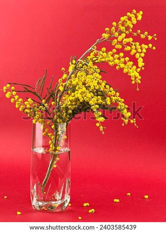 Bright yellow mimosa flowers in a glass vase against a vivid red background. Close-Up Vibrant Mimosa Flowers on Red