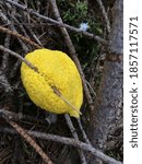 bright yellow mushroom called dragon dirt growing around branches on the ground of a natural forest