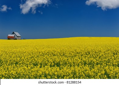 Bright yellow mustard field against a deep blue sky