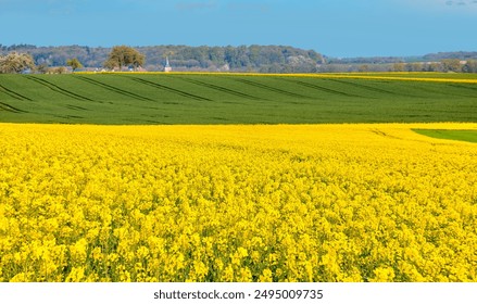 Campo mostaza amarillo brillante