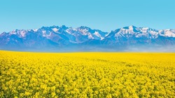 Bright Yellow Mustard Field Snowy Mountain In The Background