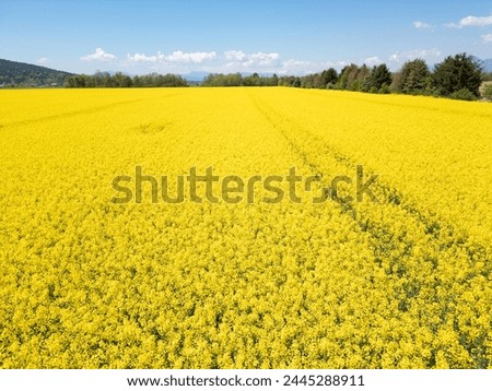 Bright yellow oilseed rape flowers in the field during the late spring and early summer season, aerial shot. Rapeseed cultivation concepts.