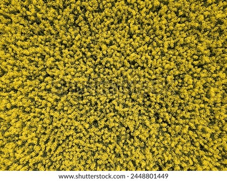 Bright yellow oilseed rape flowers in the field during the late spring and early summer season, aerial shot. Rapeseed cultivation concepts.