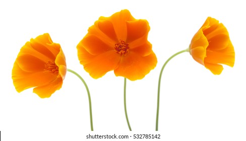 bright yellow and orange californian poppy isolated on white