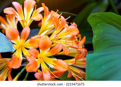 58 imágenes de Clivia nobilis - Imágenes, fotos y vectores de stock |  Shutterstock
