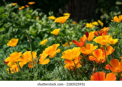 Bright yellow orange flowers of the ashsholtsia , the California poppy blooms on a flower bed in the garden on a sunny summer day. Eschscholzia - Powered by Shutterstock