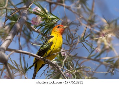 A bright yellow and orange Western Tanager is perched in the branches of a flowering desert willow tree in the American desert southwest.