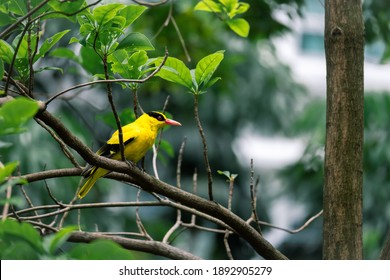 Bright Yellow Oriole Perched On A Tree