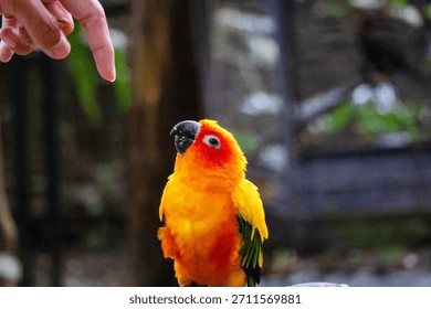 bright yellow parrot looks up curiously as a human hand reaches toward it.