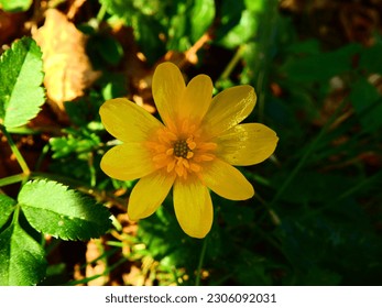 bright yellow petaled flower, celandine (Ficaria verna) on a sunlit ground - Powered by Shutterstock