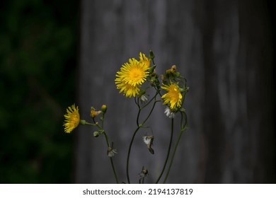 Bright Yellow Pilosella Caespitosa Or Meadow Hawkweed Flower, Close Up. Hieracium Pratense Tausch Or Yellow King Devil Is Tall, Flowering, Wild Plant, Growing In The Abandoned Grasslands Or Roadsides.