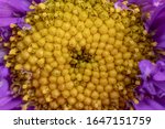 Bright Yellow  and Purple Wild Flower Macro