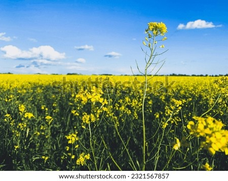 Bright yellow rapeseed blossoms fill a vast field, and the sky's vibrant blue is broken up by fluffy white clouds near Raymond, Alberta.