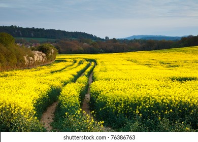 A bright yellow rapeseed field with a tractor path running through it.