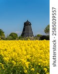 A bright yellow rapeseed field with a traditional old windmill in the background in Southern Sweden