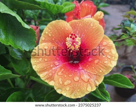 Bright yellow and red hibiscus flower glistening with raindrops. Vibrant tropical flora. Colorful garden blooms. Botanical beauty. Nature photography.