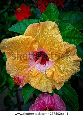 Bright yellow and red hibiscus flower glistening with raindrops. Vibrant tropical flora. Colorful garden blooms. Botanical beauty. Nature photography.