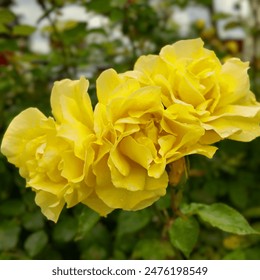 Bright yellow roses in full bloom with delicate petals and vibrant colors. Captured in a lush garden with green leaves, this macro photography highlights the natural beauty and freshness - Powered by Shutterstock