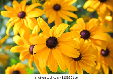 Bright yellow rudbeckia or Black Eyed Susan flowers in the garden