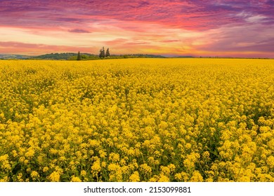 Bright Yellow Spring Agricultural Canola Flowers Fields and beautiful Sunrise Sky.