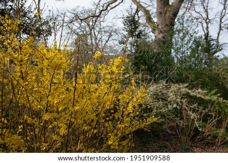 Bright Yellow Spring Flowers on a Deciduous Forsythia Shrub (Forsythia x intermedia minigold 'Flojor') Growing in a Herbaceous Border in a Woodland Garden in Rural Devon, England, UK