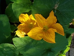 Bright Yellow Squash Blooms And Vines