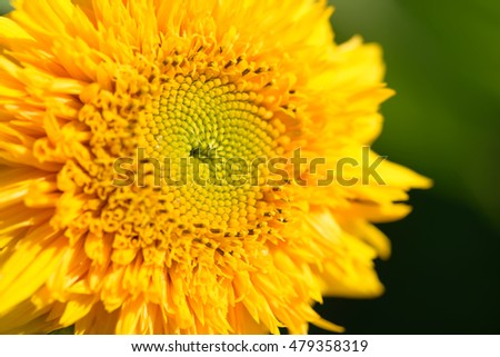 Similar – Image, Stock Photo 20.04.09 Plant Flower