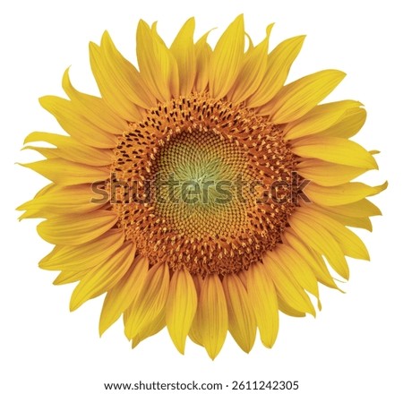 Bright Yellow Sunflower Blossom, Isolated on White