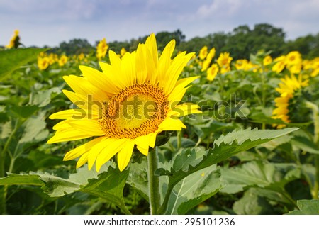 Bright yellow sunflower, Helianthus, an annual flower cultivated as a food crop and ornamental plant at McKee Beshers Wildlife Management Area in Maryland.