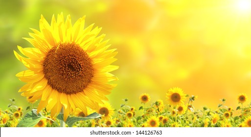 Bright yellow sunflowers and sun - Shutterstock ID 144126763