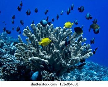 Bright yellow tang tropical fish with antler coral and school of damselfish underwater in Hawaii