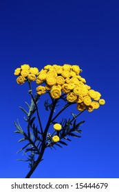 Bright Yellow Tansy Flower Under Blue Sky