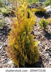 bright yellow Thuja occidentalis Malonyana Aurea on a mulched bed with other conifers