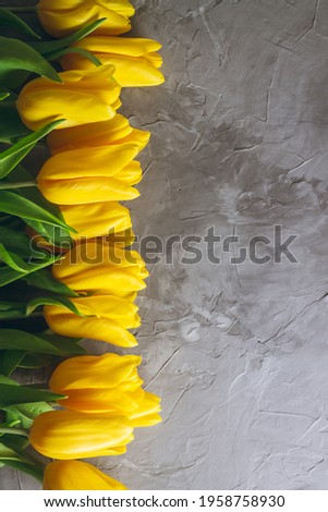 Bright yellow tulips on gray concrete background. Top view, flat lay, copy space. Vertical