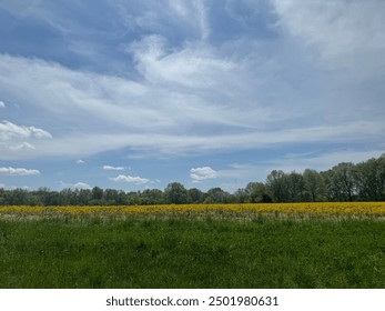 Bright yellow wildflowers bloom across a lush green field under a partly cloudy sky - Powered by Shutterstock