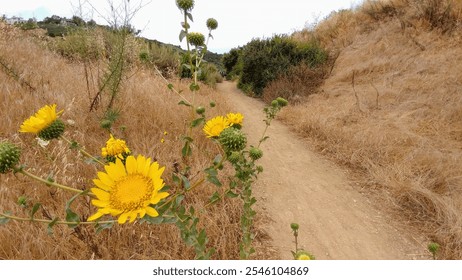 Bright yellow wildflowers bloom along a dirt trail surrounded by dry grass and greenery, offering a vibrant contrast under a cloudy sky.
 - Powered by Shutterstock