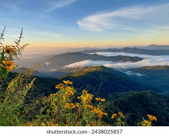 Bright yellow wildflowers in the morning, flowers on high mountains, and beautiful mist mountain views. Hiking trails in Thailand, mountainous mountains, and sea of ​​mist. and the sky is clear - Powered by Shutterstock