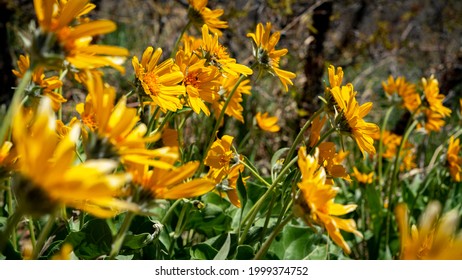 Bright Yellow Wildflowers In The Rocky Mountains Of Utah Near Provo, UT On A Sunny Warm Spring Day.