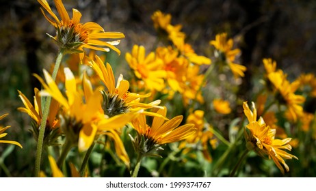 Bright Yellow Wildflowers In The Rocky Mountains Of Utah Near Provo, UT On A Sunny Warm Spring Day.