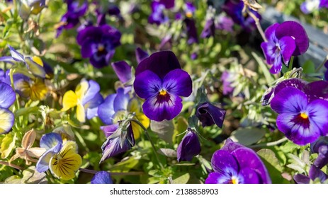 Bright Yellow-purple Buds Of Viola Wittrockiana 