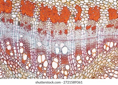 Brightfield micrograph of a stem cross section of Cordia dodecandra at 100x magnification, stained with Astra Blue, Acridine Red, and Acriflavine. The image shows the vascular tissue protected by sclerenchyma caps rich in lignin. Captured with an Olympus Vanox AHBT3 microscope