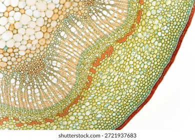 Brightfield micrograph of a stem cross section of Davidia involucrata at 100x magnification, stained with Astra Blue, Acridine Red, and Acriflavine. The image shows water- and nutrient-transporting tissues and the epidermis at the onset of secondary growth. Captured with an Olympus Vanox AHBT3 microscope