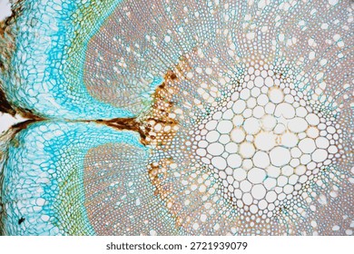 Brightfield micrograph of a stem cross section of Lavender (Lavandula spica) at 100x magnification, stained with Astra Blue, Acridine Red, and Acriflavine. The image shows the vascular tissue and a tissue indentation, likely from mechanical damage, illustrating the plant’s response. Captured using an Olympus Vanox AHBT3 microscope