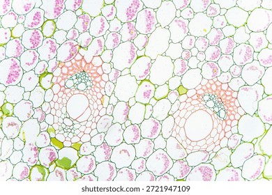 Brightfield micrograph of a stem cross section of Vanilla planifolia, stained with Astra Blue, Acridine Red, and Acriflavine. The close-up image shows two vascular bundles with surrounding plant tissues. Captured using light an Olympus Vanox AHBT3 microscope