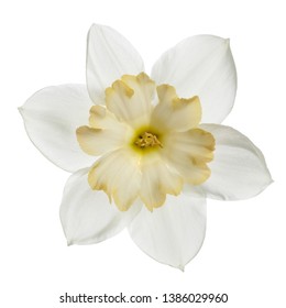 Bright-flower with yellow center of narcissus Isolated on white background. - Powered by Shutterstock