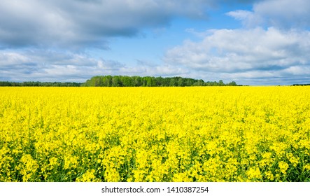 Brightly Blooming Yellow Rapeseed (Latin: Brassica Napus) Field With Cloudy Blue Sky Background. It Is The Third-largest Source Of Vegetable Oil And Second-largest Source Of Protein Meal In The World.