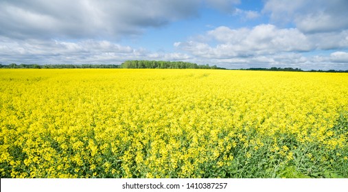 Brightly Blooming Yellow Rapeseed (Latin: Brassica Napus) Field, Bright Blue Sky. Source Of Vegetable Oil And Protein Meal. Flag Colors Of Ukraina.