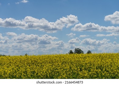 Brightly Blooming Yellow Rapeseed (Latin: Brassica Napus) Field, Bright Blue Sky With Puff Clouds. Source Of Vegetable Oil And Protein Meal. Flag Colors Of Ukraina.